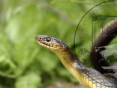 Полоз желтобрюхий (каспийский) 002